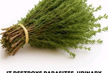 0d9a85ca d767 4a14 8271 f092d7b38cab