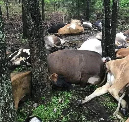 489221944 685952963777939 6684399975172493488 n.jpg