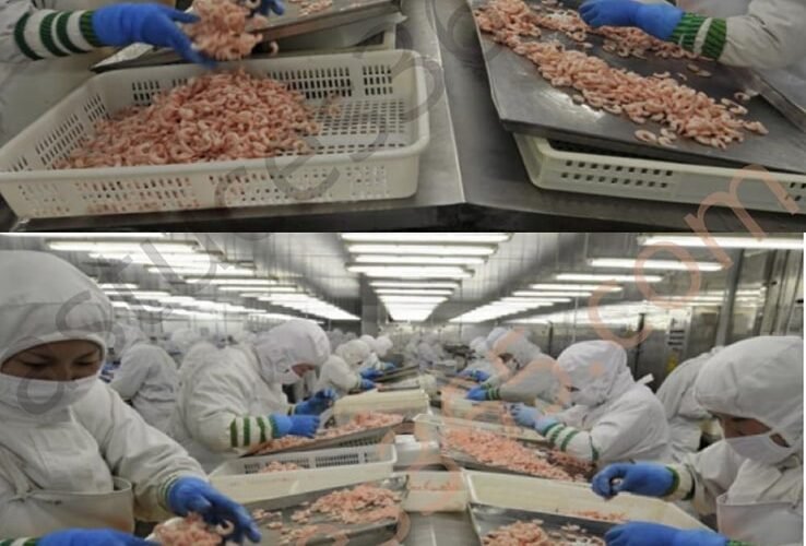 518359894 779397761183489 1210423623005712229 n 1 1 2