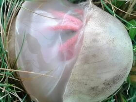 565147678 829137976364819 904508 1365x1536 1 7