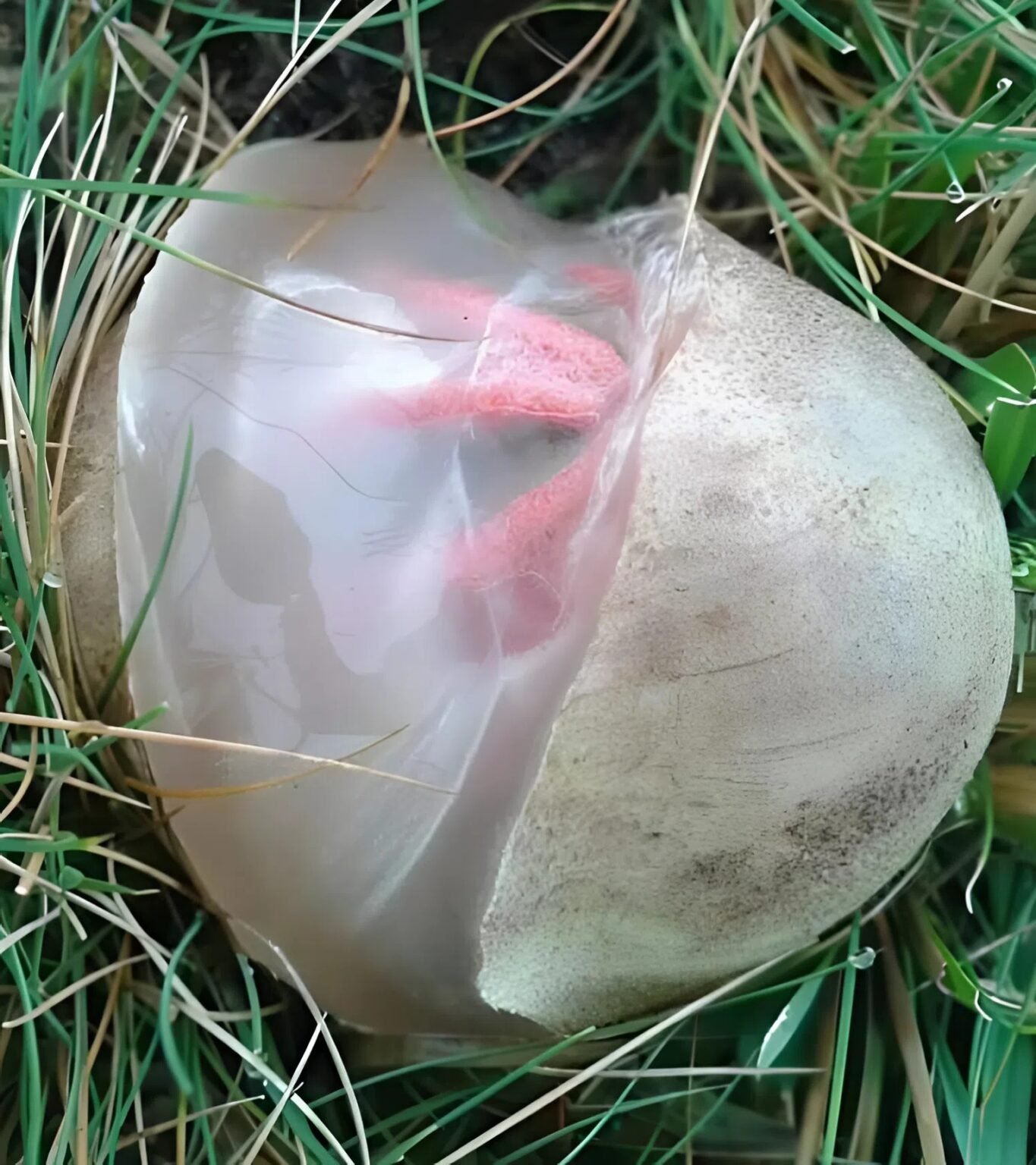 565147678 829137976364819 904508 1365x1536 1 7