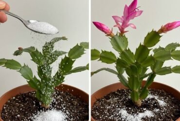 WhatsApp Image 2025 10 10 at 11.00.42