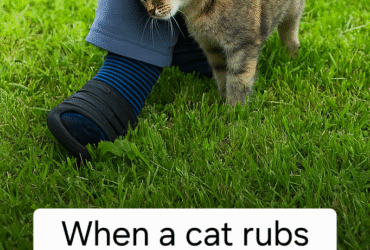 fb783f80 7eca 4bdc 9efd bea6f8e5438e 683x1024 1