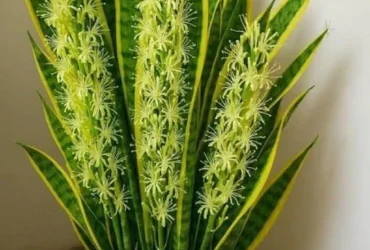 le secret meconnu de la langue de belle mere sansevieria une plante aux bienfaits surprenants.jpg