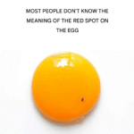 translated image 41 1