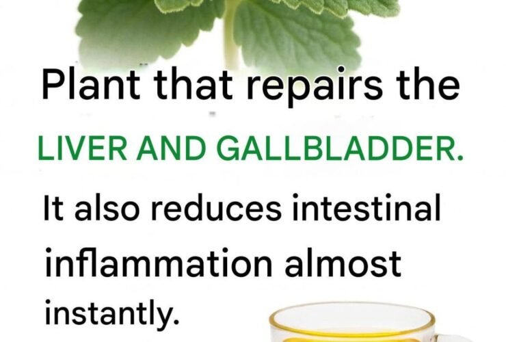 576379837 861585499769099 5742383589435073423 n