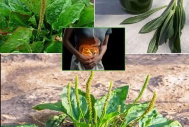 7 avantages et utilisations de cette herbe presente dans nos jardins