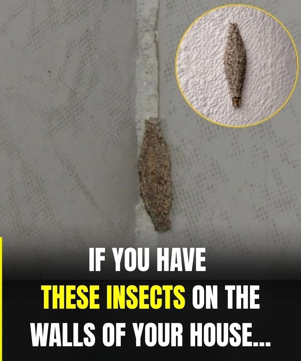 The Most Common Places This Insect Hides Inside Your Home 25 IMG 20260122 WA0016