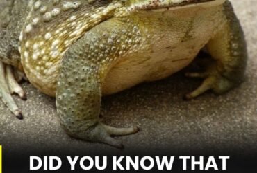 anh post 2026 01 30T084147.105