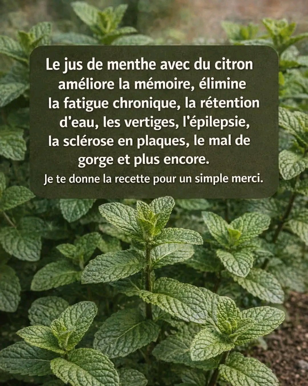 # us de menthe et citron : boostez votre mémoire et éliminez… Voir plus 25 1781349749613