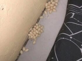 J’ai trouvé ceci sous mon matelas. Quelqu’un sait ce que c’est ? …Voir plus 36 724052663 1011742981546804 7272803203408853956 n